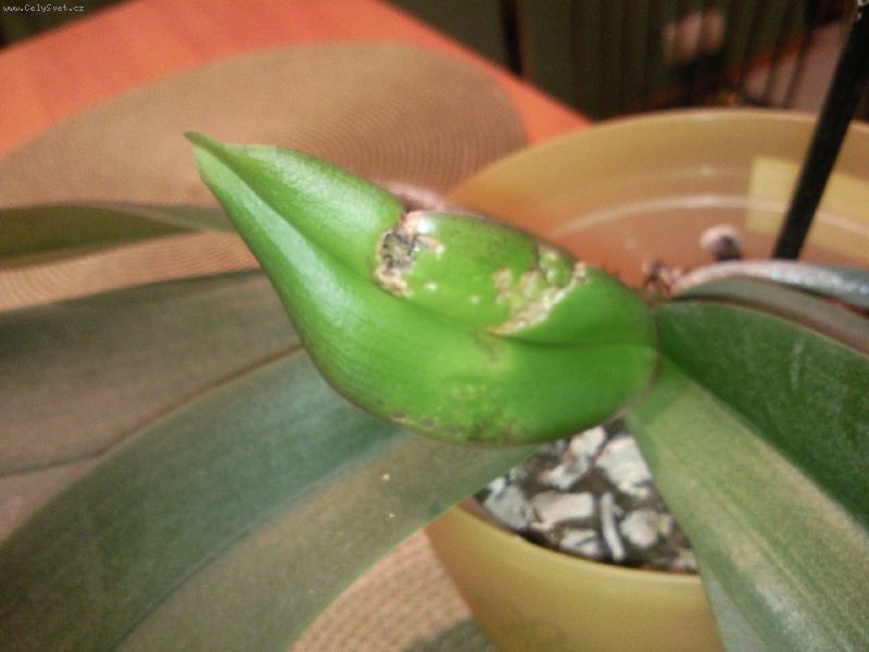 Foto: -Pros�m pot�ebuji radu nev�m si rady tohle mi ud�lala jedna orchidej foto ze