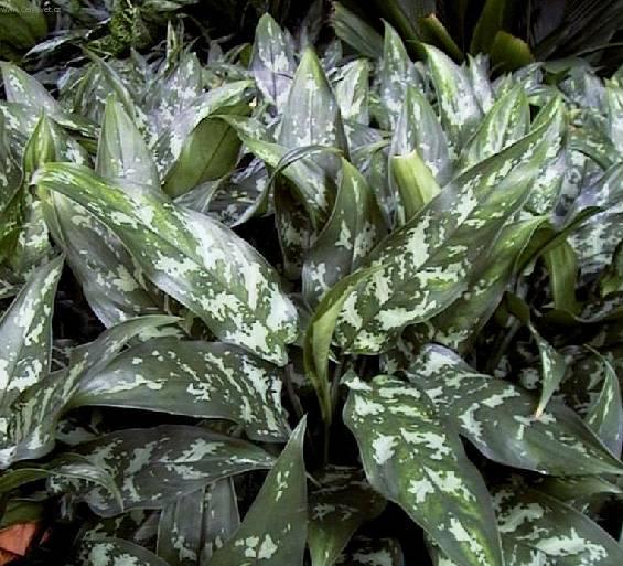 Foto: Aglaonema
