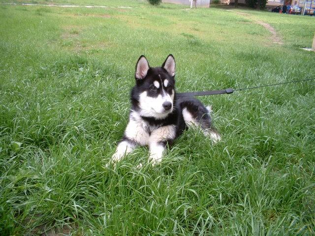 Foto: Alja�sk� malamut-Majitelka: Andrea