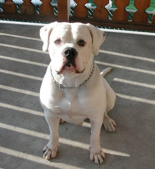 Foto: Americk� bulldog