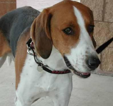 Foto: Americk� foxhound