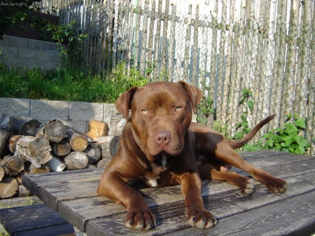 Foto: Americk� pitbull teri�r-Anonymn� chovatel