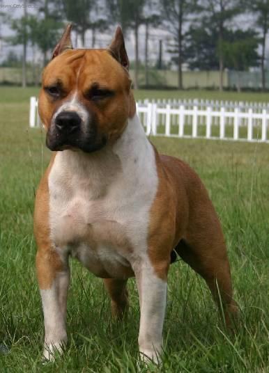 Foto: Americk� staford��rsk� teri�r