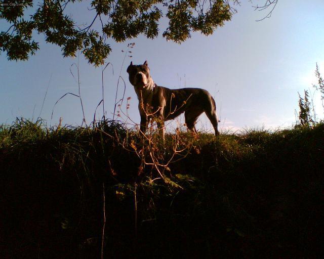 Foto: Americk� staford�irsk� terier-Na�e Kallisto (kallisto2002@seznam.cz)