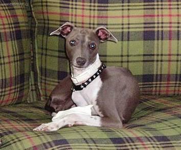 Foto: Anglick� chrt