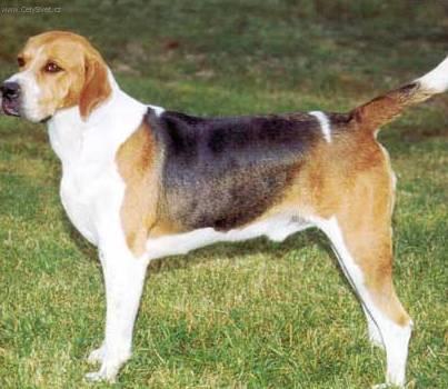 Foto: Anglick� foxhound