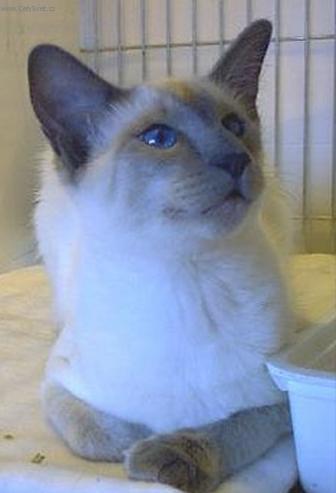 Foto: Balin�ska ko�ka