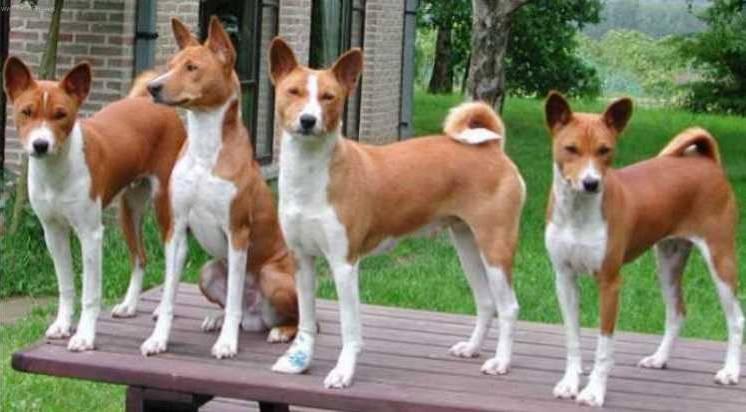 Foto: Basenji