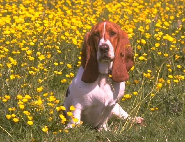 Foto: Baset Hound