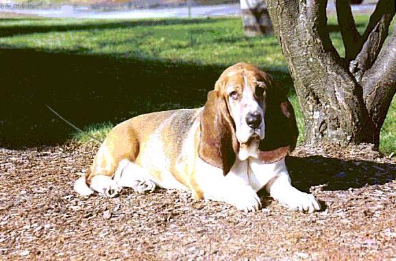 Foto: Baset Hound