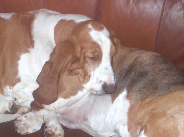 Foto: Baset Hound-Non�a. Majitelka: B�ra