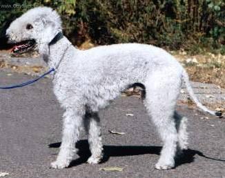 Foto: Bedlington terier