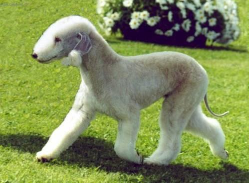 Foto: Bedlington terier