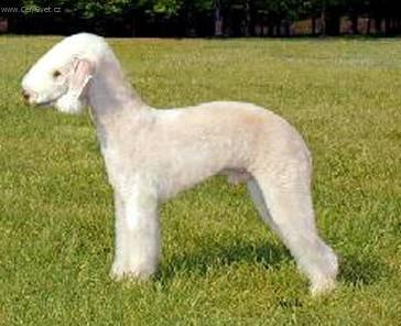 Foto: Bedlington terier