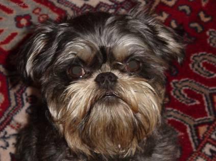 Foto: Belgick� grifonek