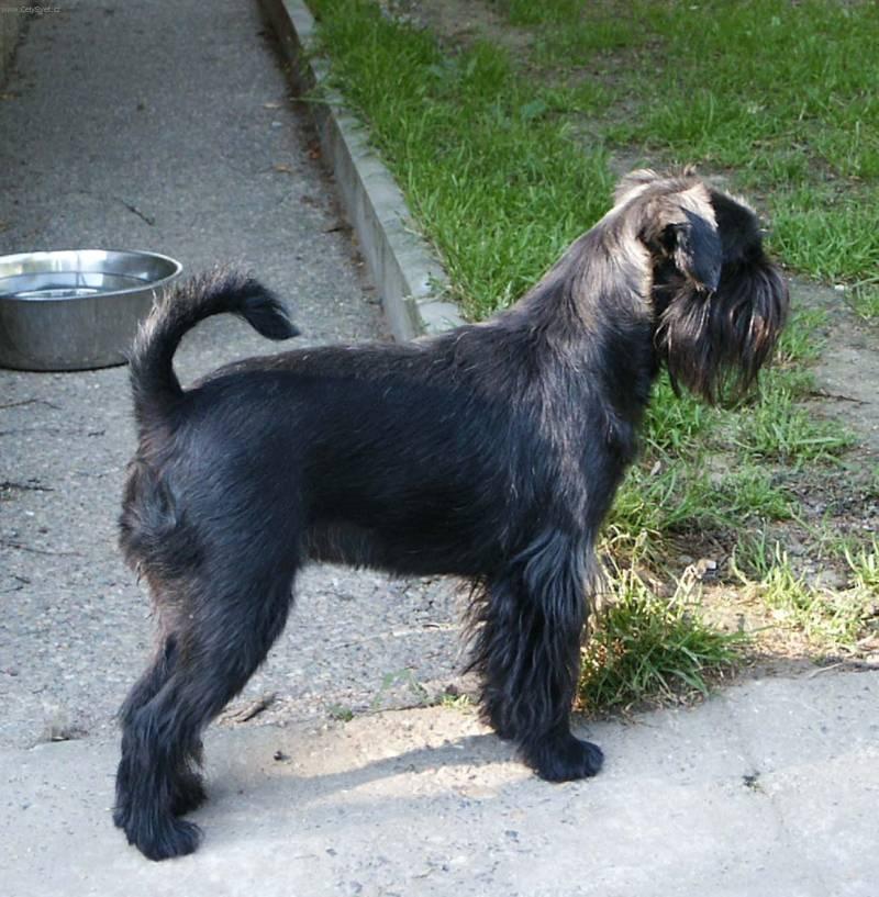 Foto: Belgick� grifonek-Chovatel: Roxmavel