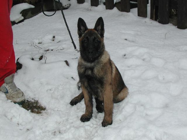 Fotky: Belgick� ov��k - Malinois (foto, obrazky)