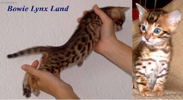 Fotky: Beng�lsk� ko�ka, leopard� ko�ka (foto, obrazky)