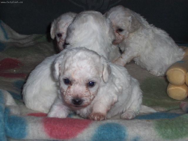 Foto: Bi�onek-Bi�onn� mim�a / Majka