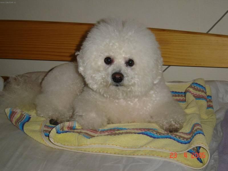 Foto: Bi�onek-ARKINKA, 5 let