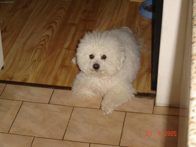 Foto: Bi�onek-ARKINKA, 5 let