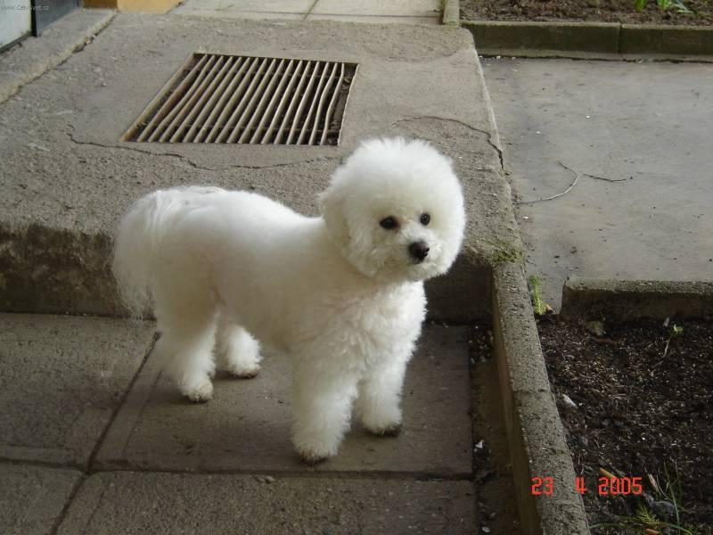 Foto: Bi�onek-ARKINKA, 5 let