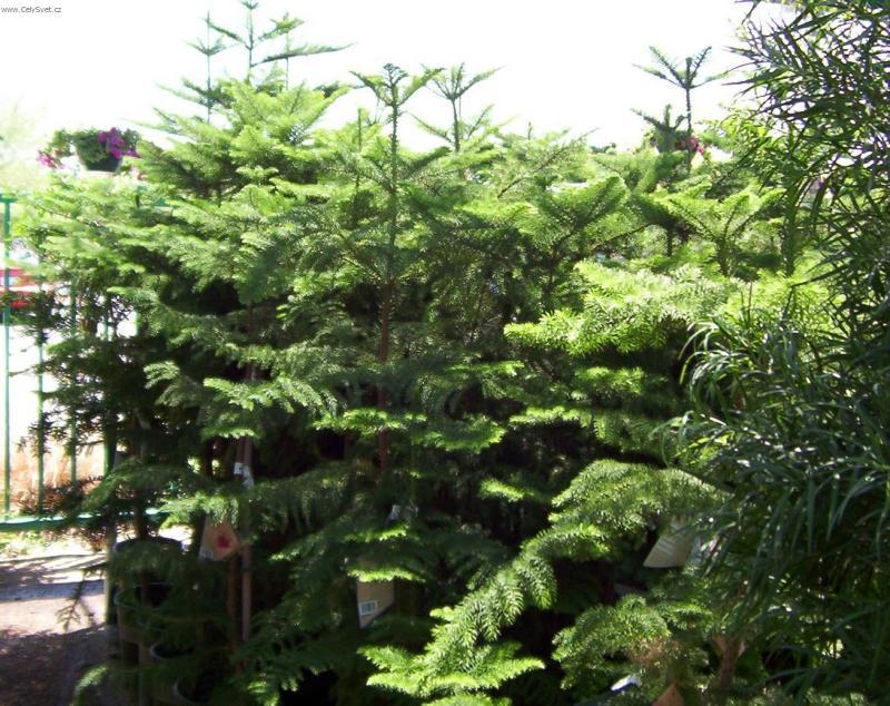 Fotky: Blaho�et ztepil�, Arauk�rie (foto, obrazky)