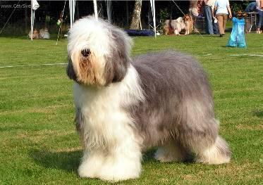 Foto: Bobtail