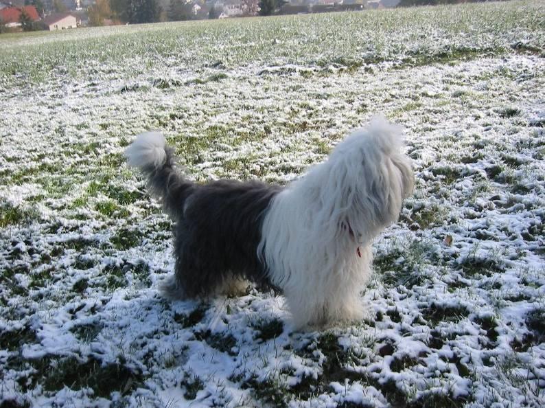 Foto: Bobtail