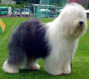 Foto: Bobtail