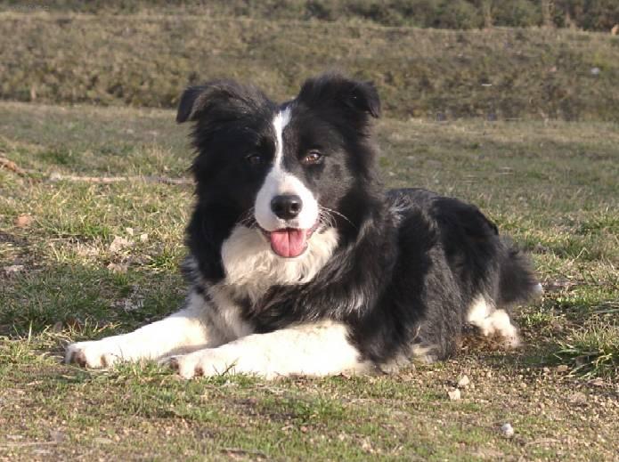 Foto: Border kolie