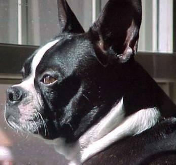 Foto: Bostonsk� teri�r