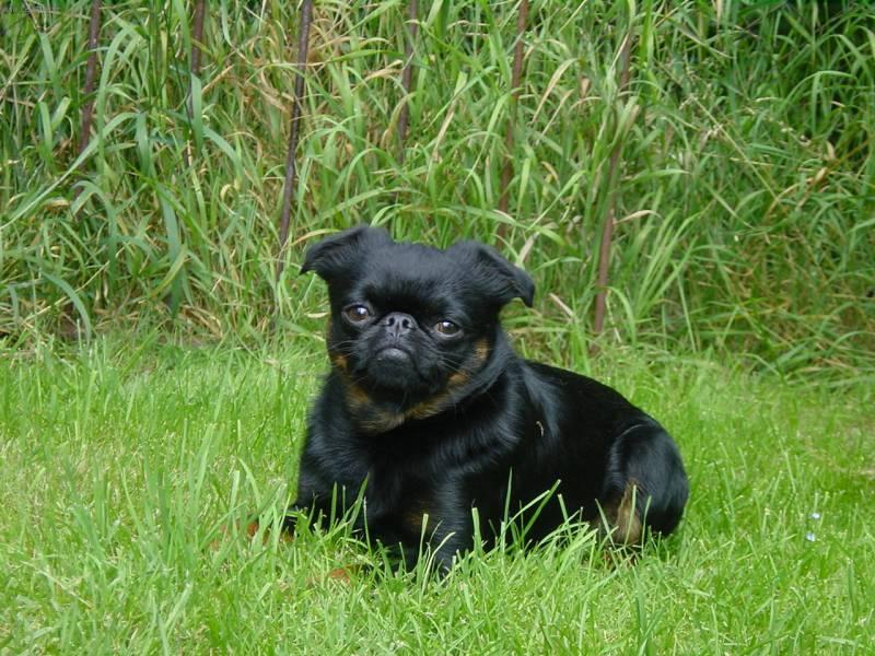 Foto: Brabant�k-Zbarven� Black and Tan, chovn� pes. Majitelka: vallery@centrum.cz