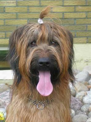 Foto: Briard