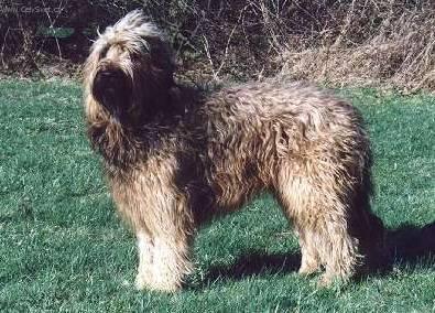 Foto: Briard