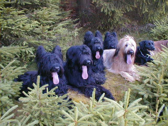 Foto: Briard-Majitelka: Jarka ��kov�