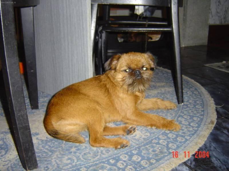 Foto: Bruselsk� grifonek-Contesse Rousse, narozena 2003. Chovatelka: Fialov� Eva
