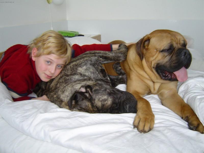 Foto: Bullmastif-�nava po v�stav�. HL�NOVI ROTT-BULL (hlinovi@c-mail.cz)