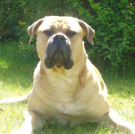 Foto: Bullmastif