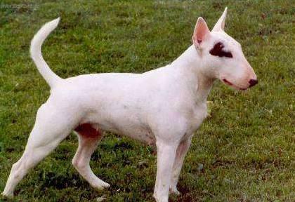 Foto: Bulteri�r (Bullteri�r)