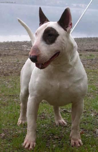 Foto: Bulteri�r (Bullteri�r)
