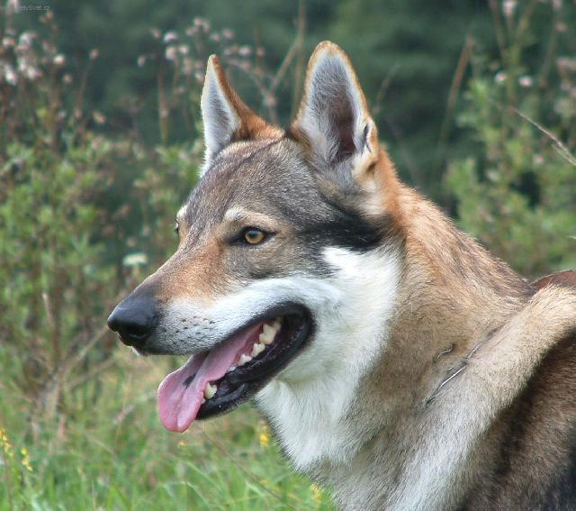 Foto: �eskoslovensk� vl��k-Aegis Wolf z Peronowki. Majitelka: Margo (info@zperonowki.com)