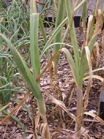 Foto: �esnek kuchy�sk�