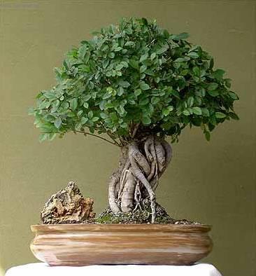 Foto: ��nsk� jilm