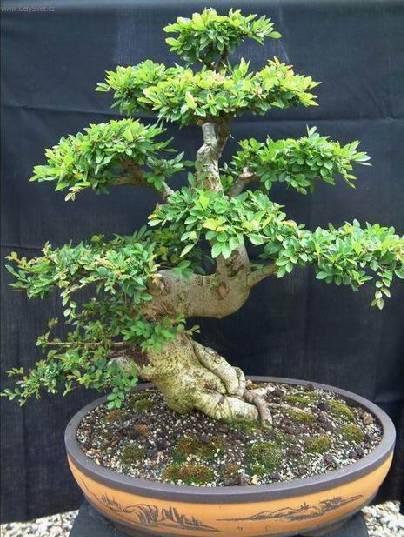 Foto: ��nsk� jilm