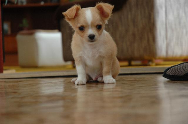 Foto: �ivava-Dane�ek... (dev�t t�dn�...) (irw@seznam.cz)