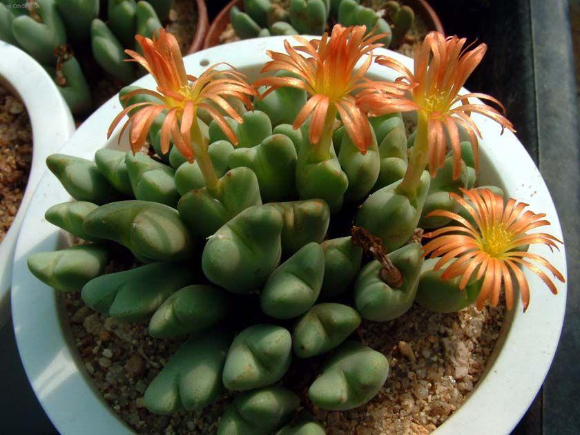 Foto: Conophytum