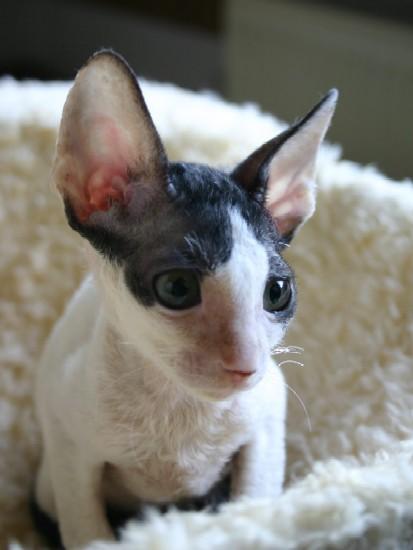 Foto: Cornish Rex-CHS: z Valimaru *Cz