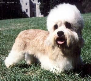 Foto: Dandie Dinmont Terier