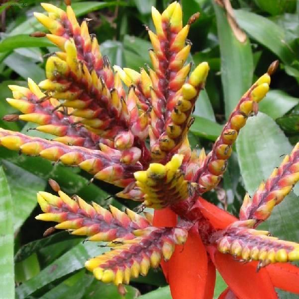Foto: �chmea